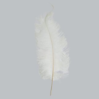 [ KAUFEN ] Straußenfeder - L.35-40 cm - Weiß [ Neuware ]